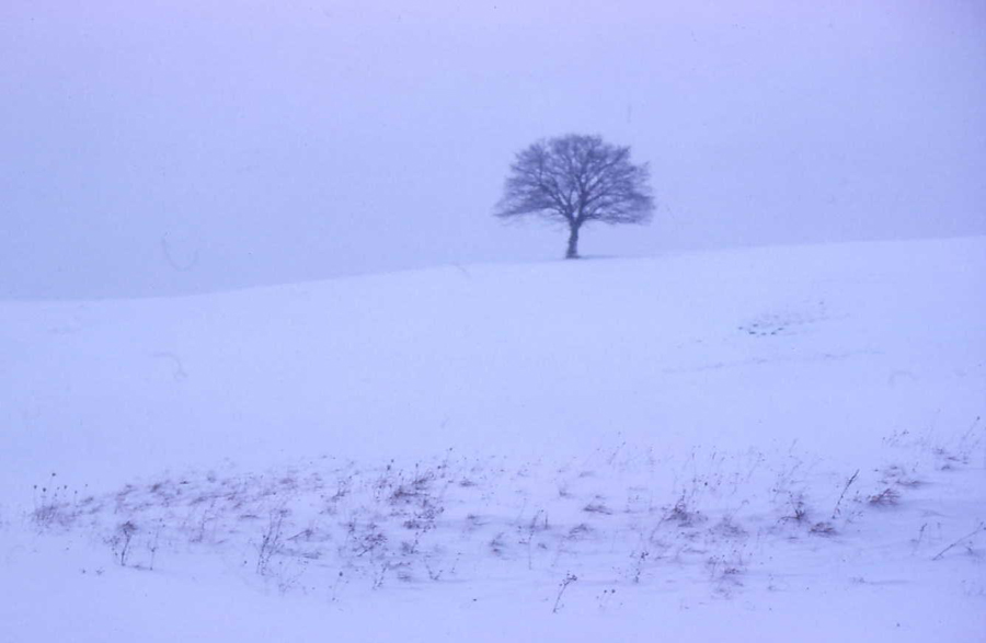 Einsam im Schnee