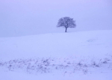 Einsam im Schnee